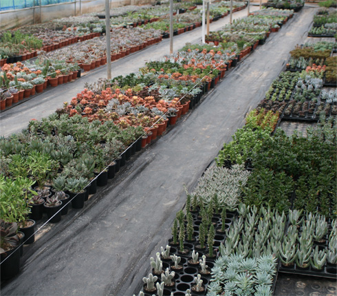 ���� ����(�����Ĺ�/�ƿ���Ĺ�)