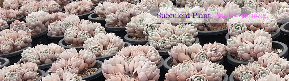 �����Ĺ� ���� �̹���