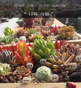 ������ἥ �̹��� 1