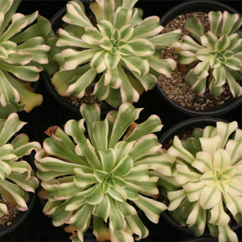 ���丮���� ��ǰ2